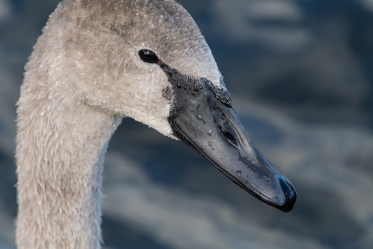 Mute Swan - ML643177195