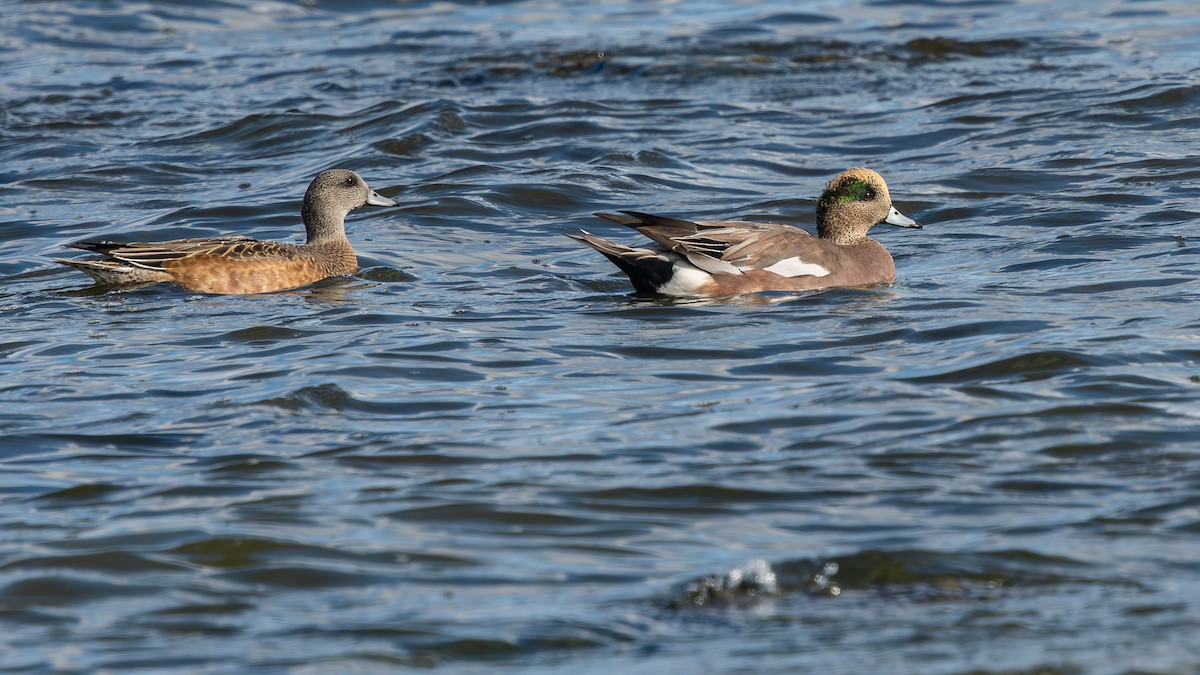 American Wigeon - ML643177198