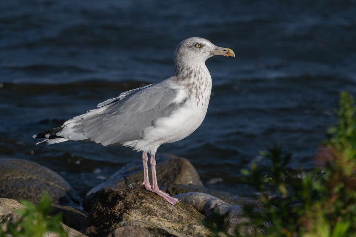 American Herring Gull - ML643177205