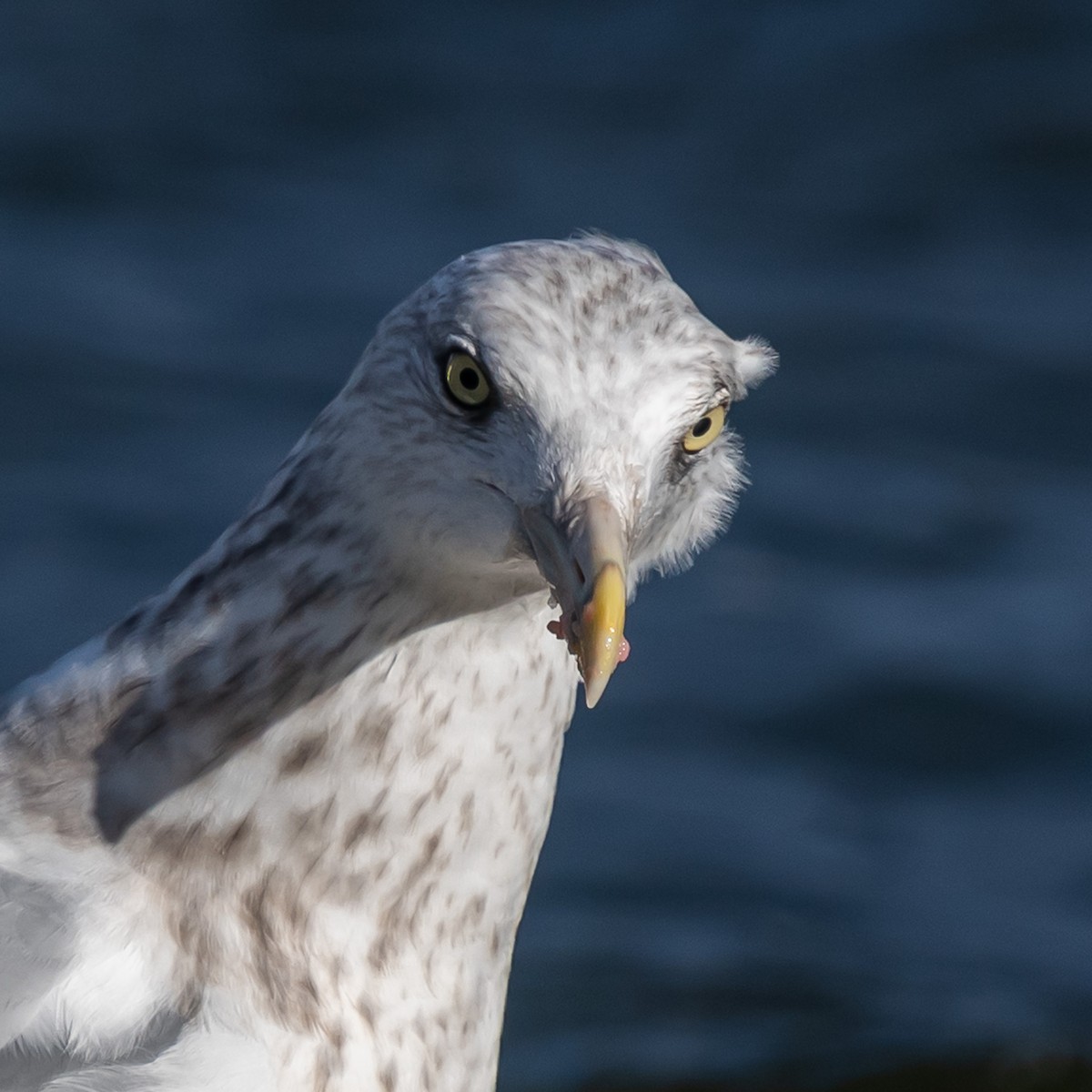 American Herring Gull - ML643177208