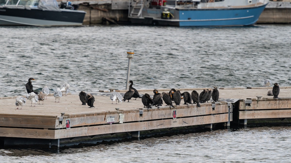 Double-crested Cormorant - ML643177209
