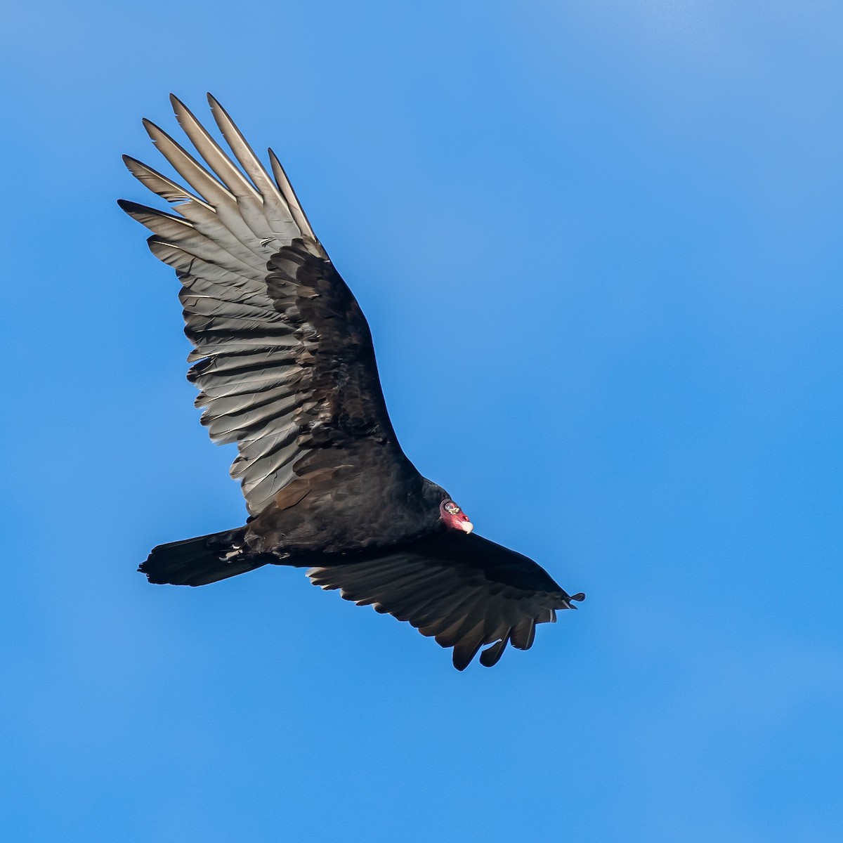 Turkey Vulture - ML643177220