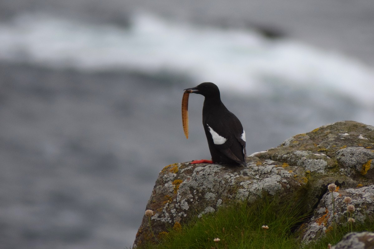 Black Guillemot - ML643177223