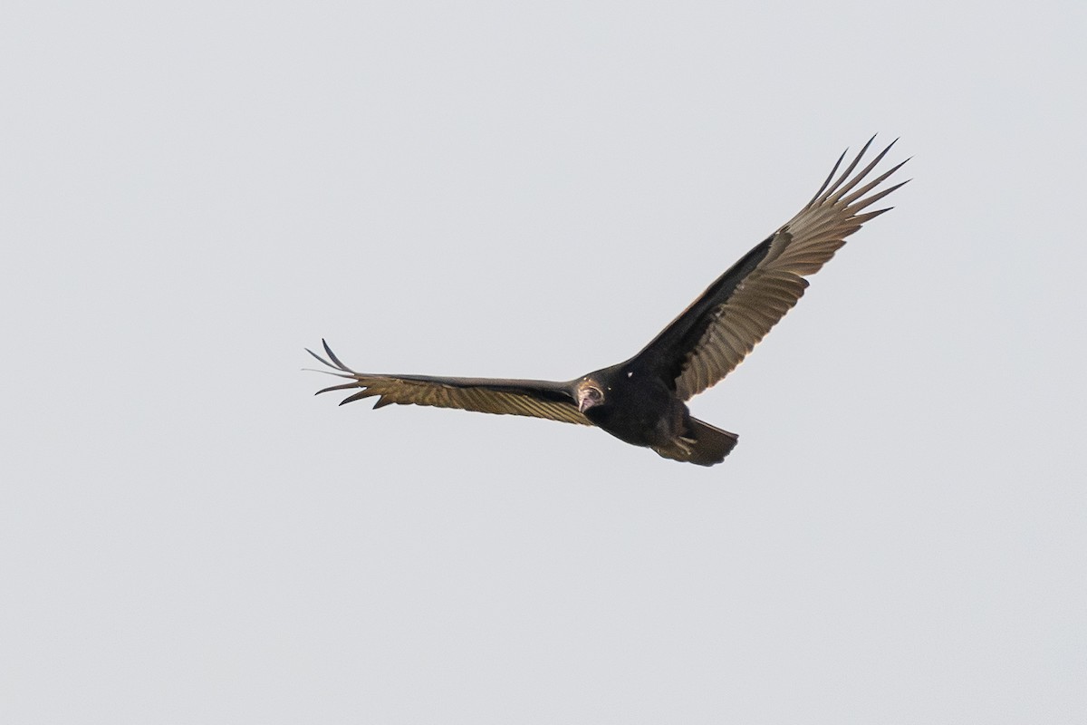 Turkey Vulture - ML643177224