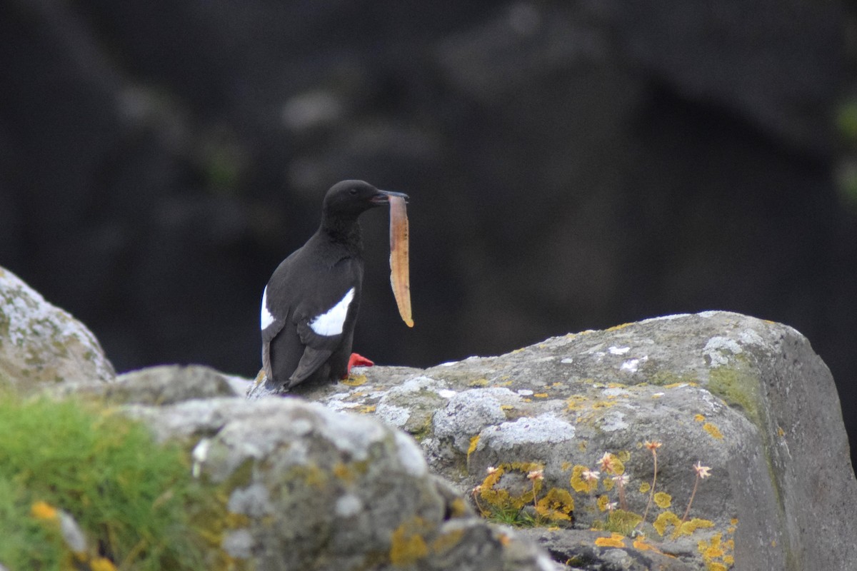 Black Guillemot - ML643177228
