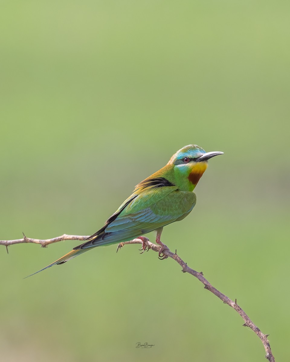 Blue-cheeked Bee-eater - ML643177250