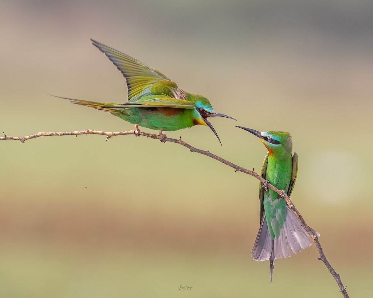 Blue-cheeked Bee-eater - ML643177251