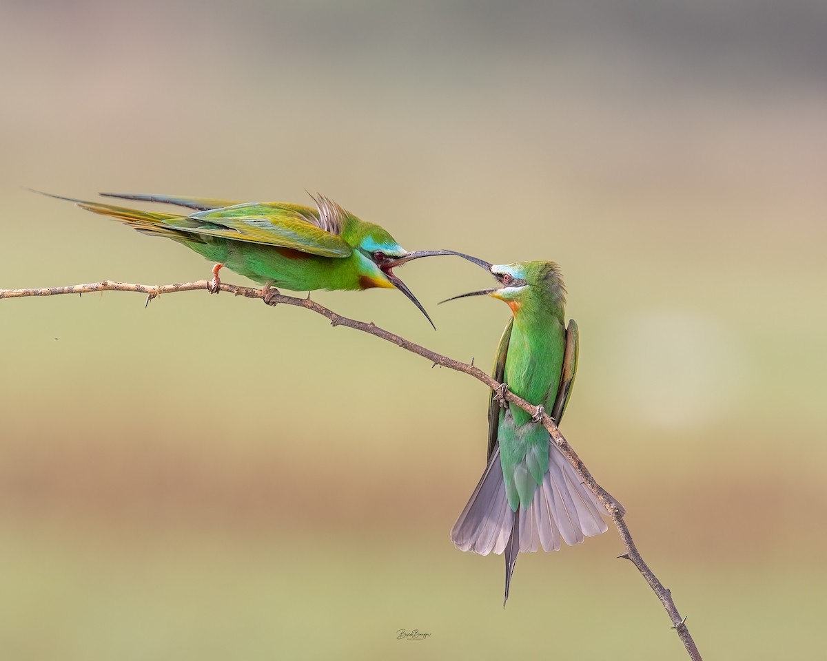 Blue-cheeked Bee-eater - ML643177252