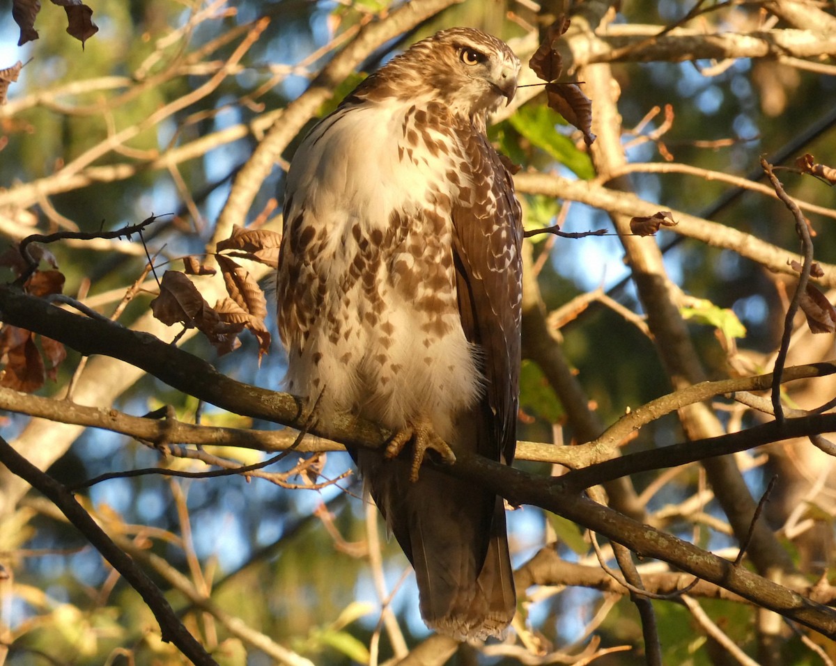 Red-tailed Hawk - ML643177258