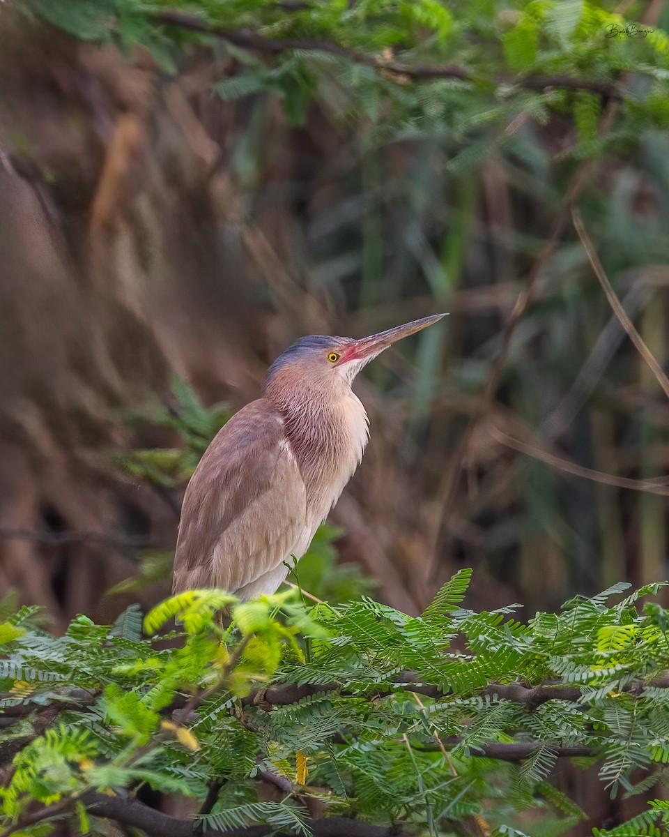 Yellow Bittern - ML643177274