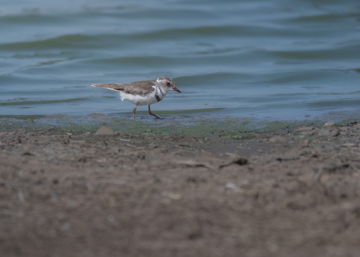 Three-banded Plover - ML643177276