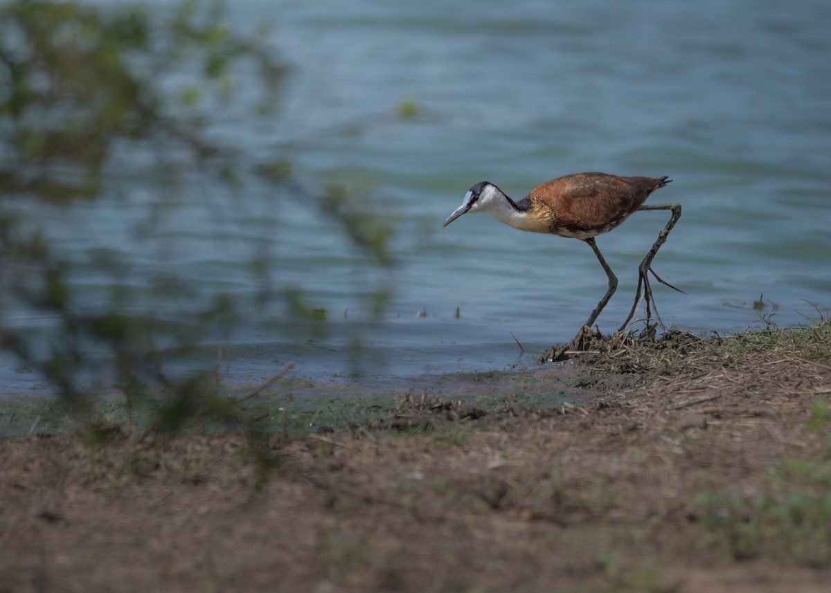 African Jacana - ML643177277