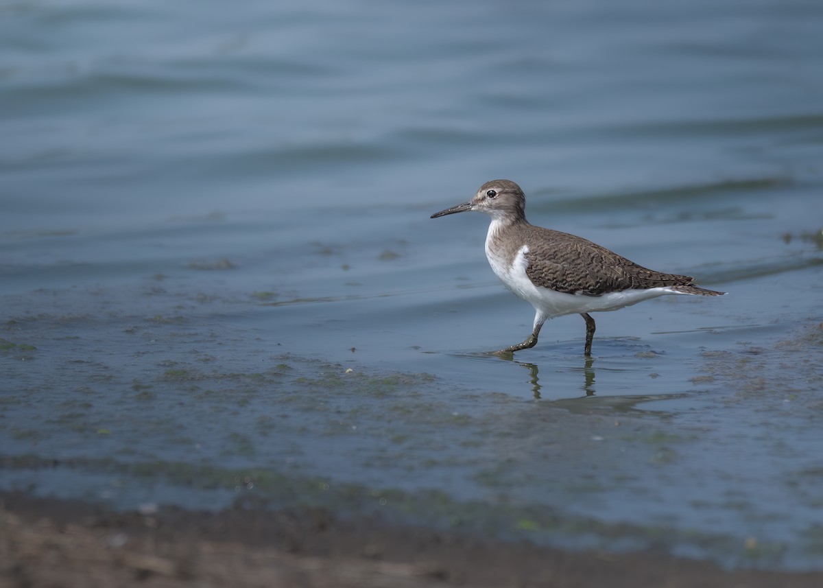 Common Sandpiper - ML643177280