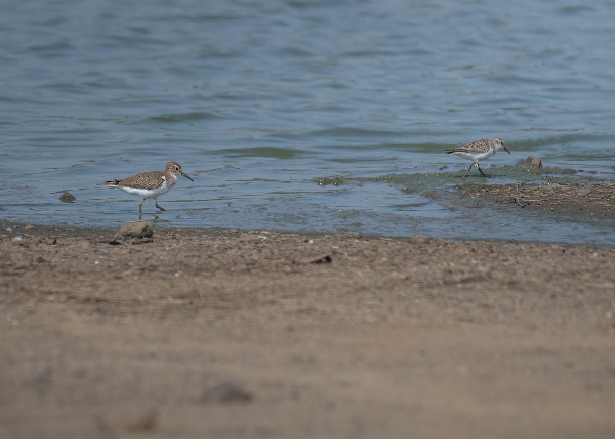 Common Sandpiper - ML643177281