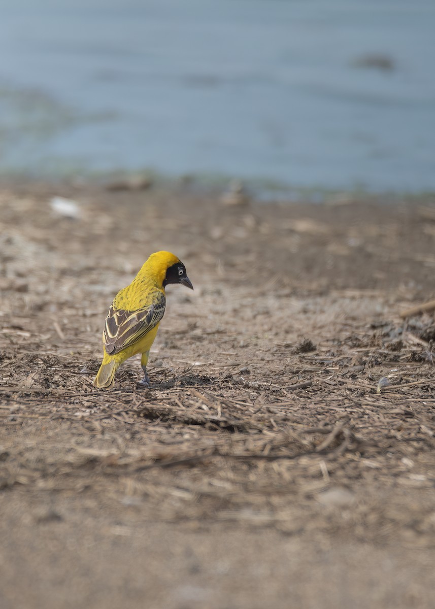 Lesser Masked-Weaver - ML643177286