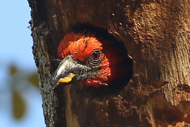 Black-collared Barbet - ML643177298