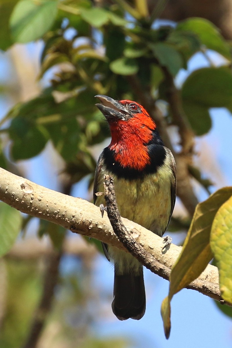 Black-collared Barbet - ML643177299