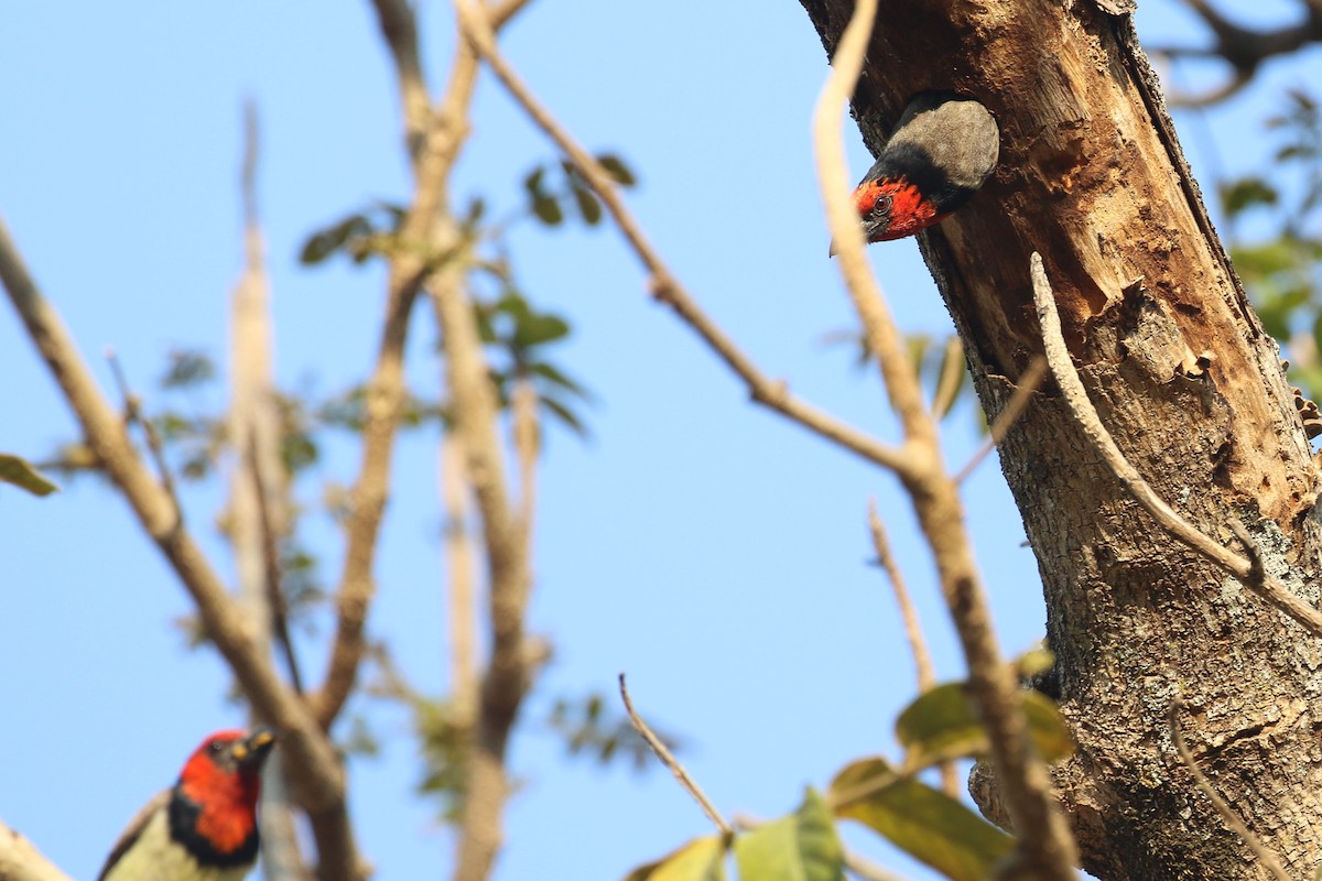Black-collared Barbet - ML643177300