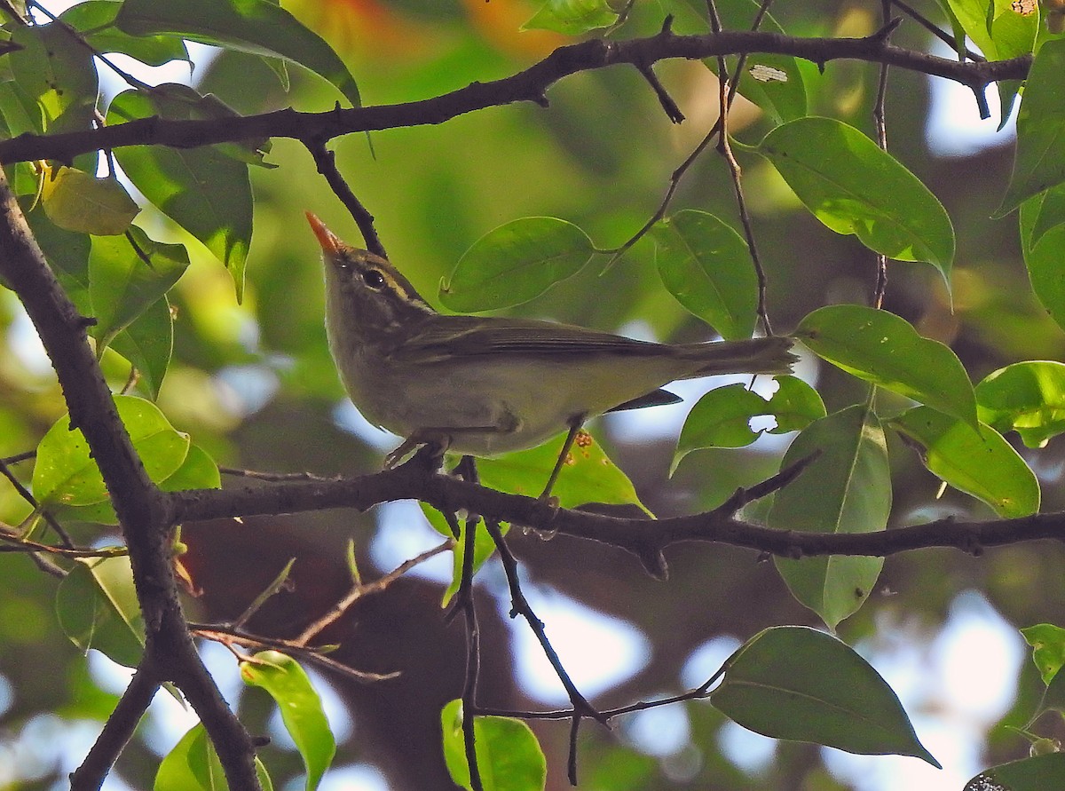 Eastern Crowned Warbler - ML643177307
