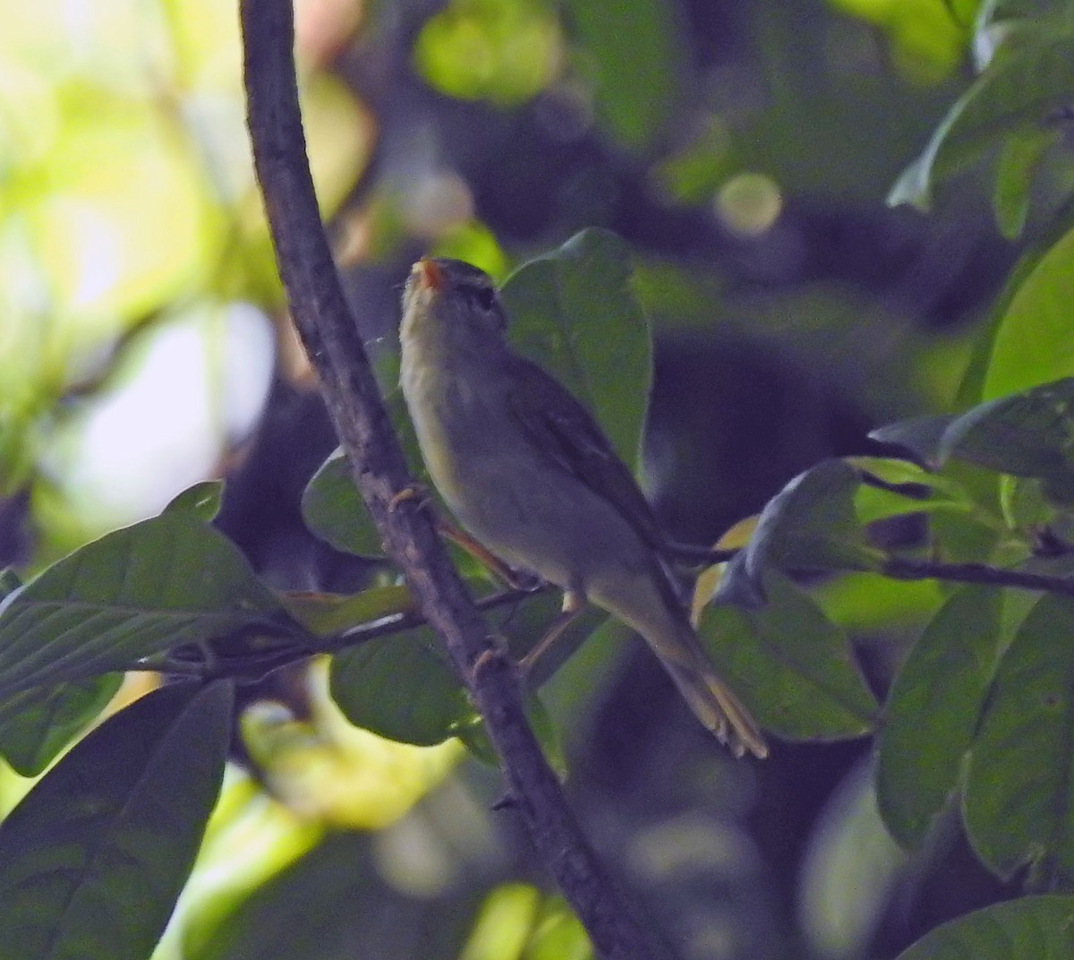 Eastern Crowned Warbler - ML643177310