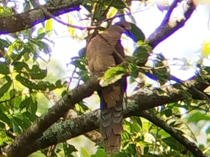 Tórtola Cuco Unchal - ML643177316