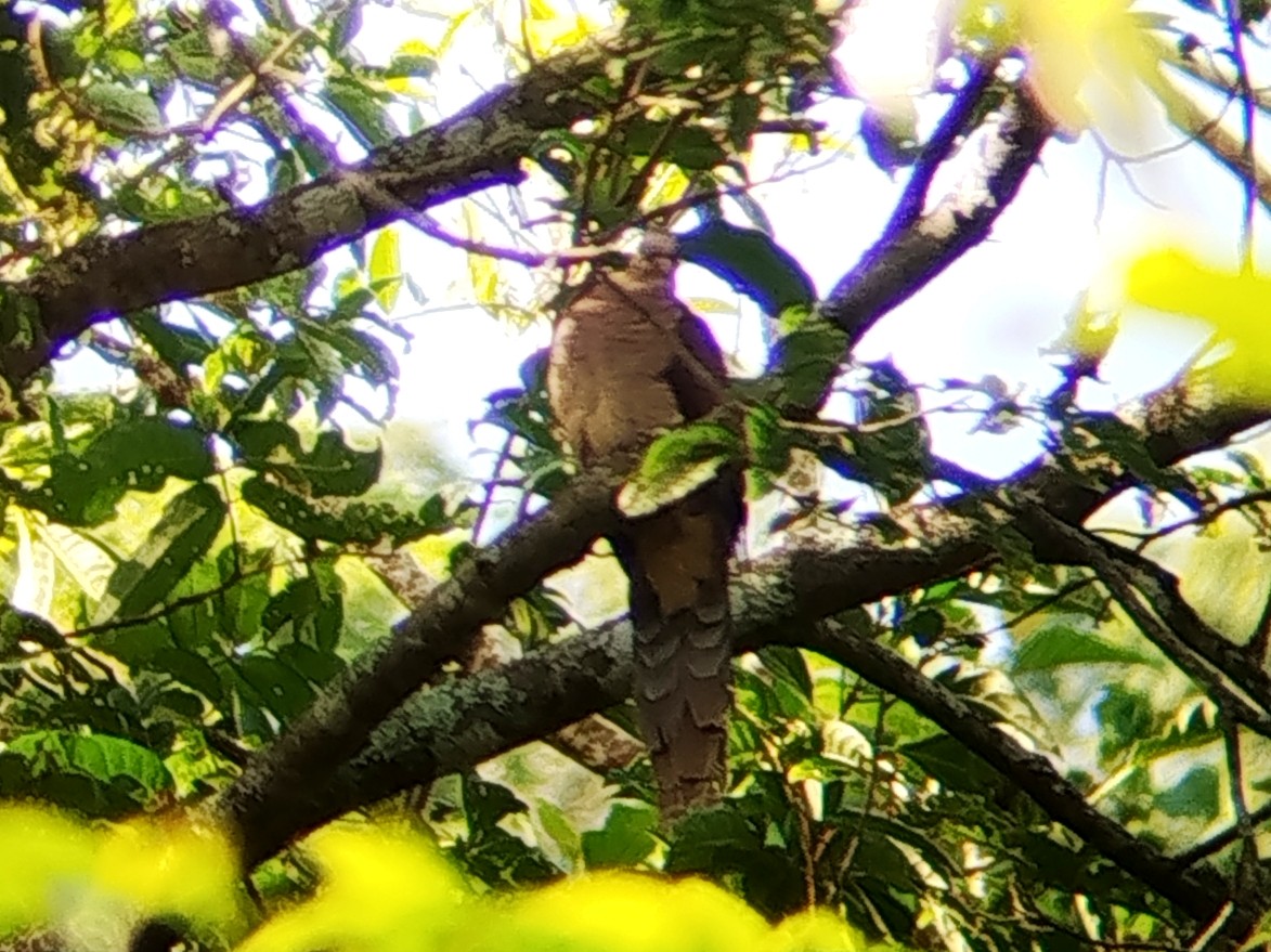Tórtola Cuco Unchal - ML643177317