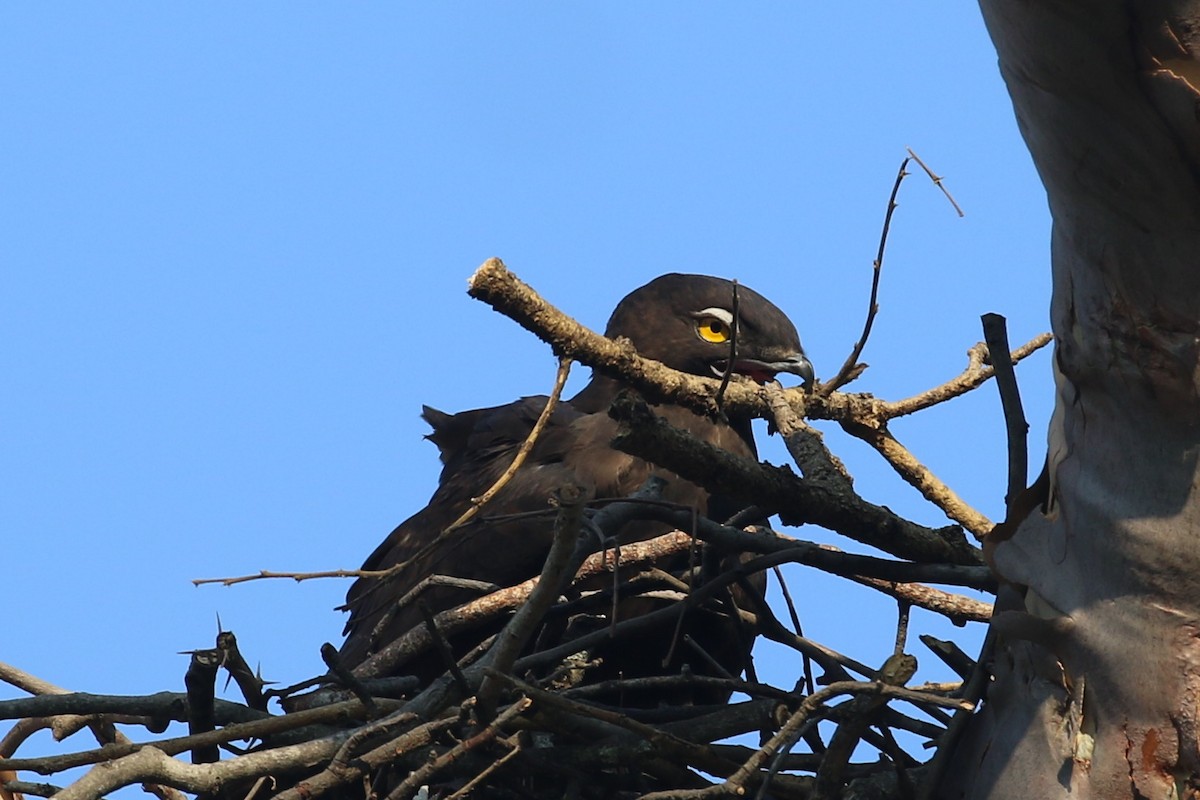 Bat Hawk - ML643177338