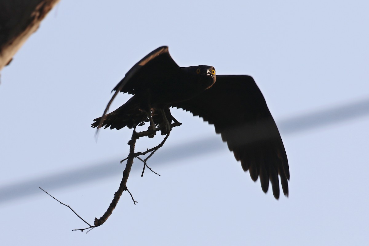 Bat Hawk - ML643177339