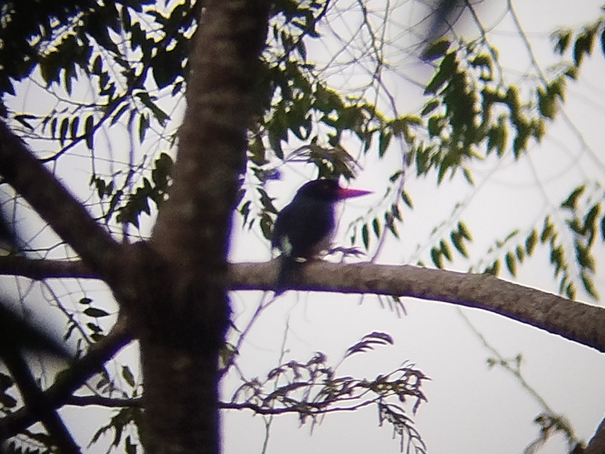 White-rumped Kingfisher - ML643177341