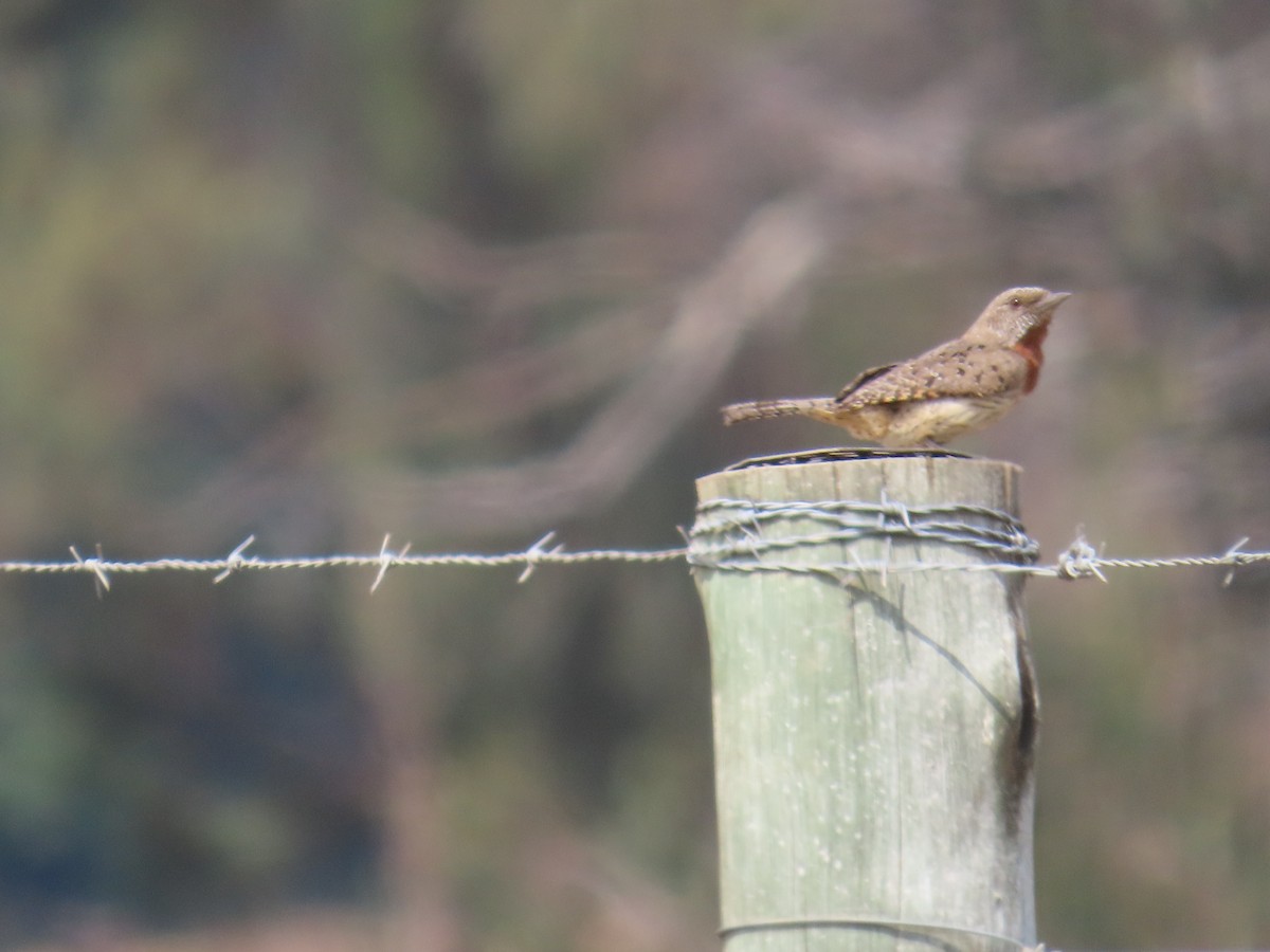 Red-throated Wryneck - ML643177342