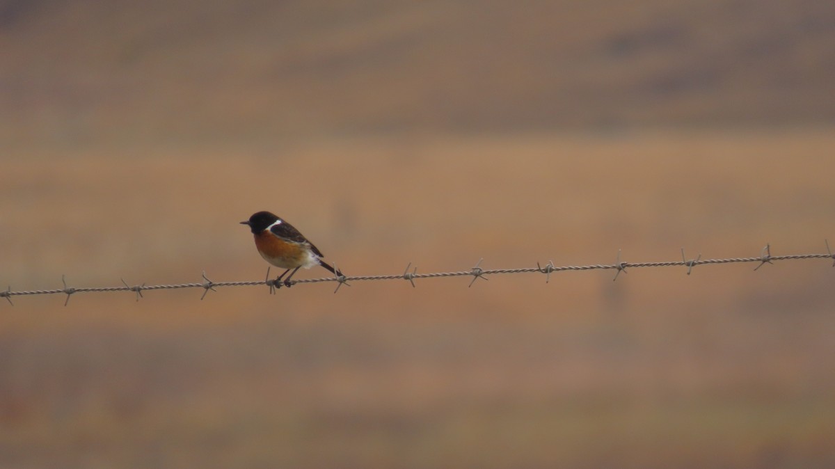 African Stonechat (African) - ML643177348