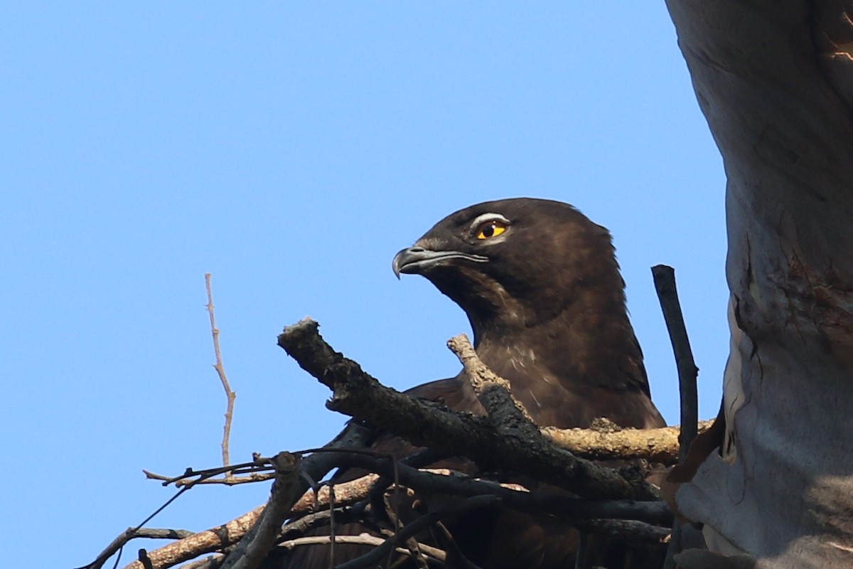 Bat Hawk - ML643177356