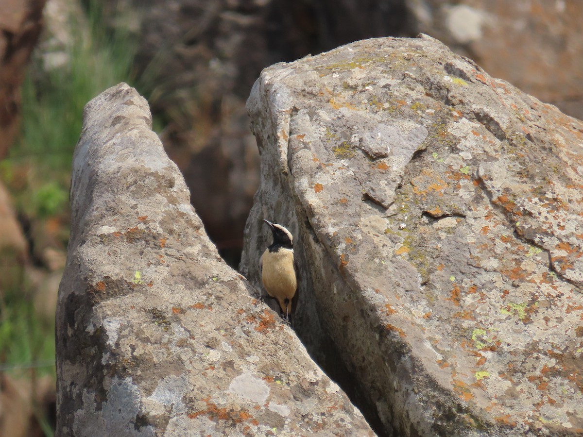 Buff-streaked Chat - ML643177357