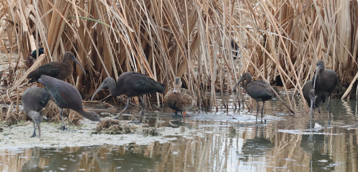 Glossy Ibis - ML643177384