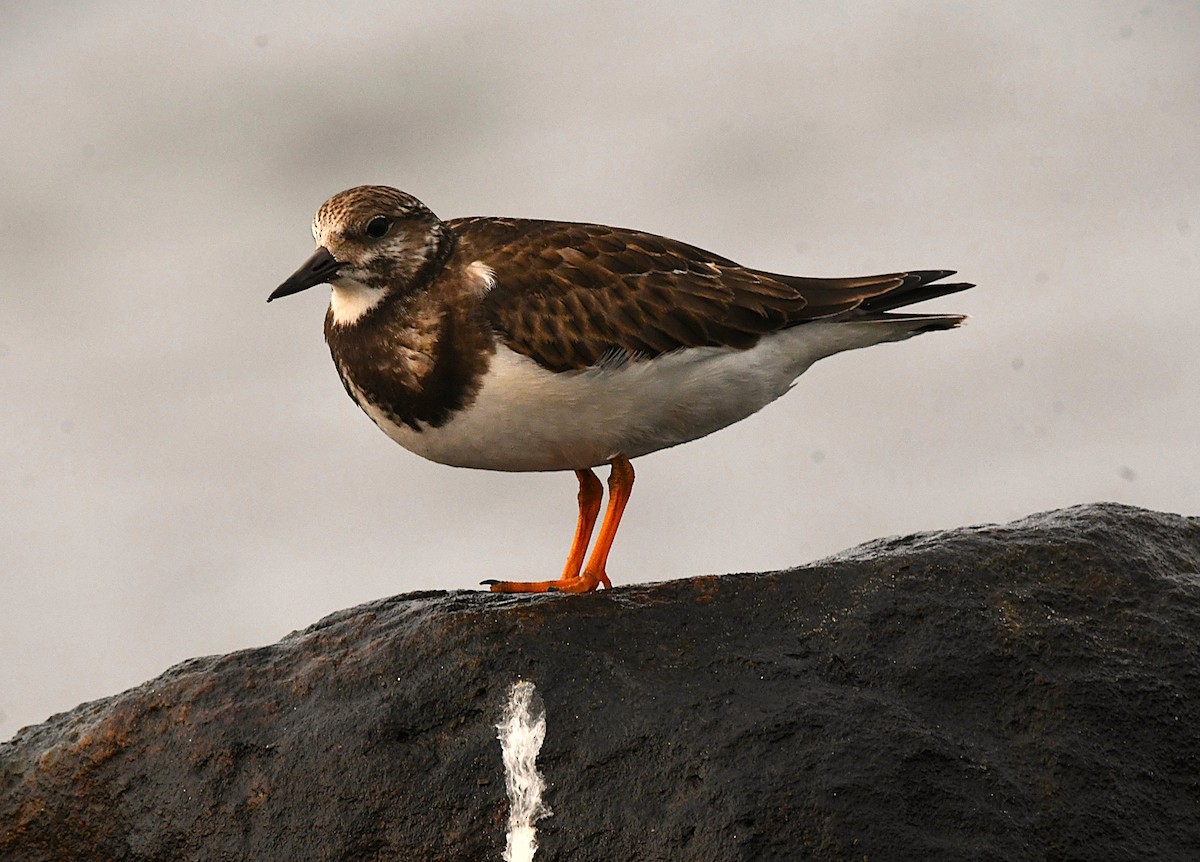 Ruddy Turnstone - ML643177395