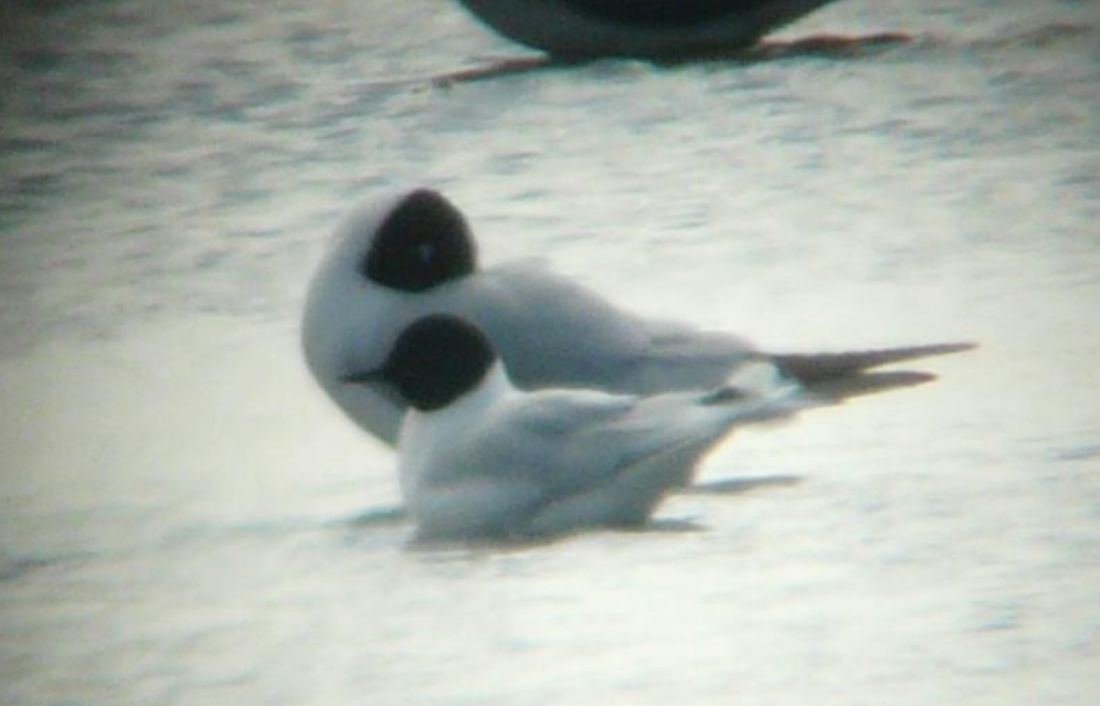 Mouette pygmée - ML643177409