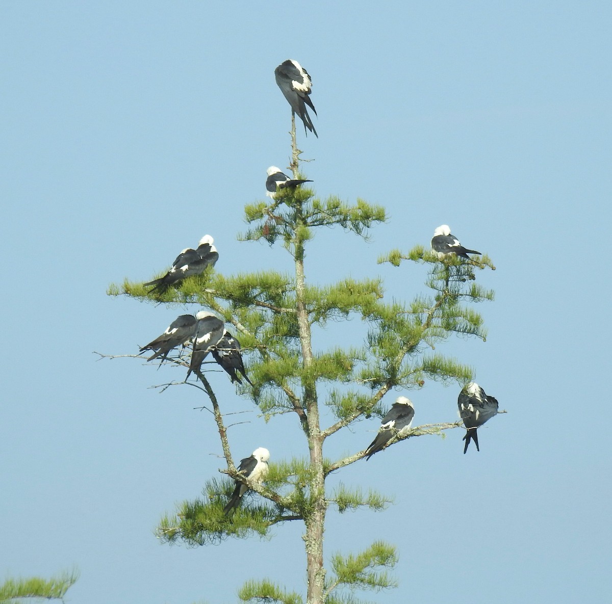 Swallow-tailed Kite - deborah grimes