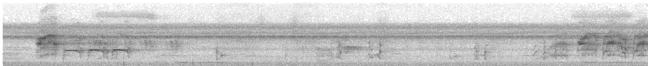 White-bellied Parrot - ML643177442