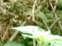 タカサゴミソサザイ - ML643177444