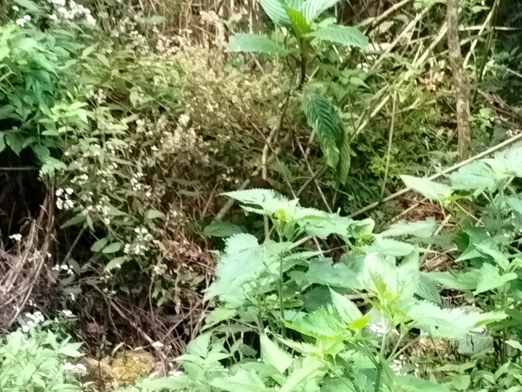 タカサゴミソサザイ - ML643177445