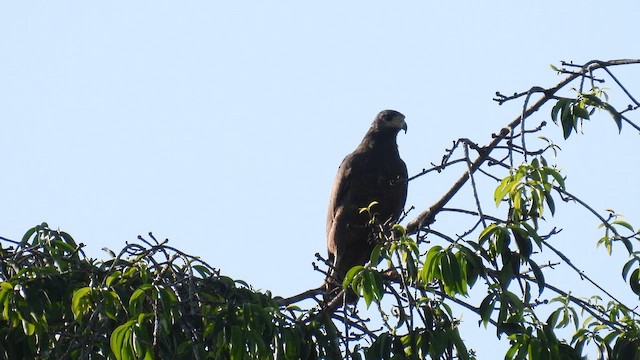 Rufous Crab Hawk - ML643177458