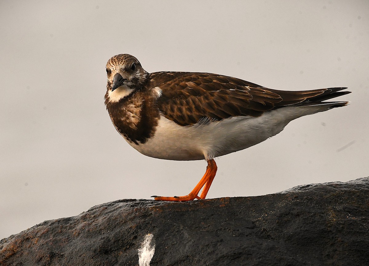 Ruddy Turnstone - ML643177462