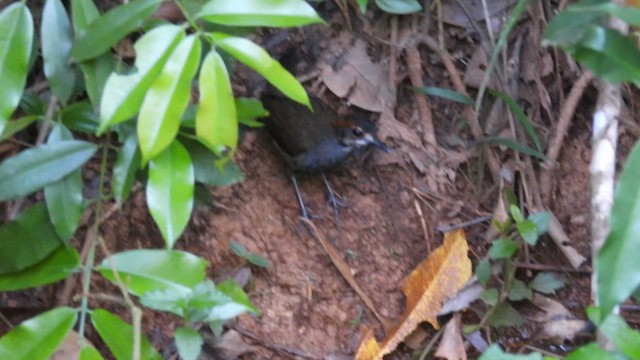 Rufous-capped Antthrush - ML643177463