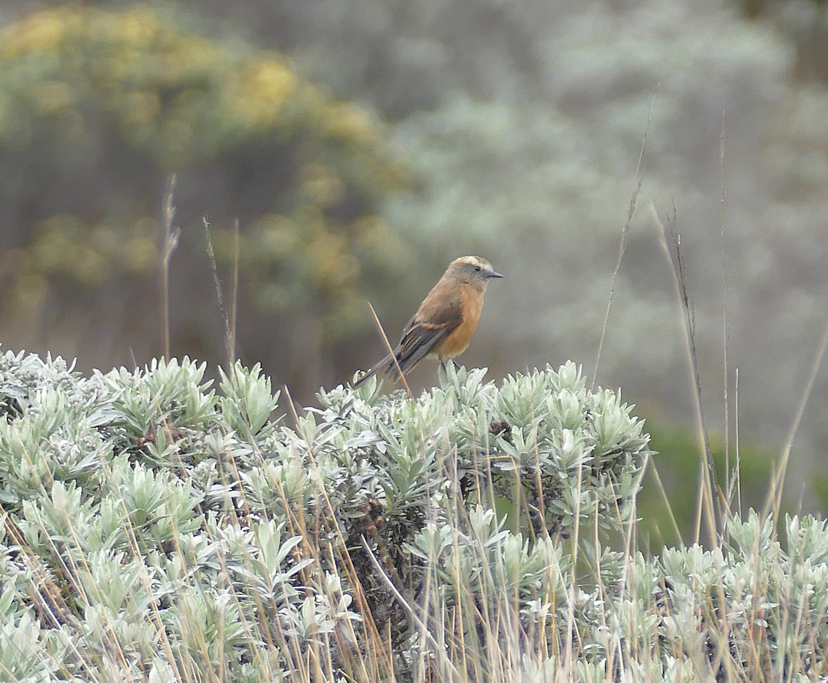 Brown-backed Chat-Tyrant - ML643177464