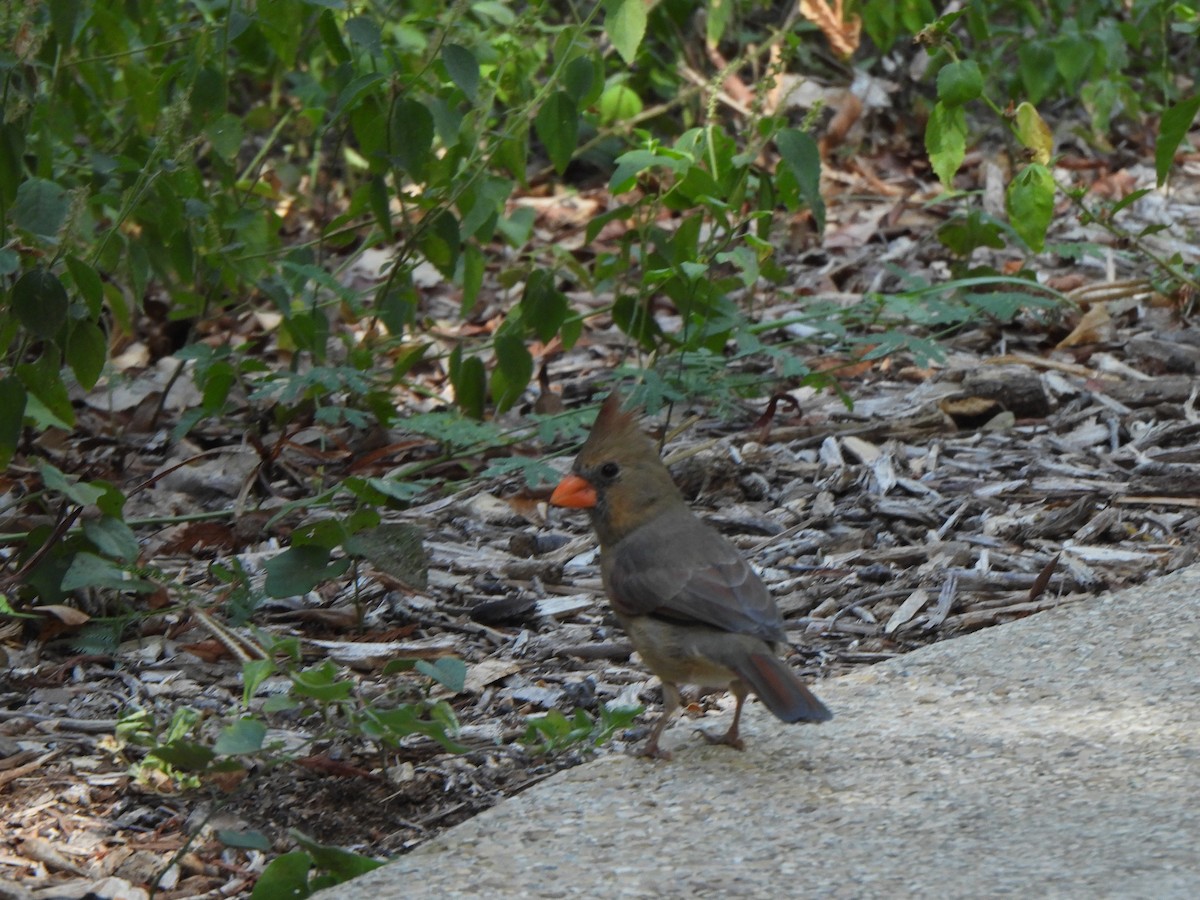 rødkardinal (cardinalis gr.) - ML643177466