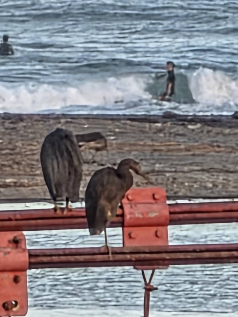 Pacific Reef-Heron - ML643177468