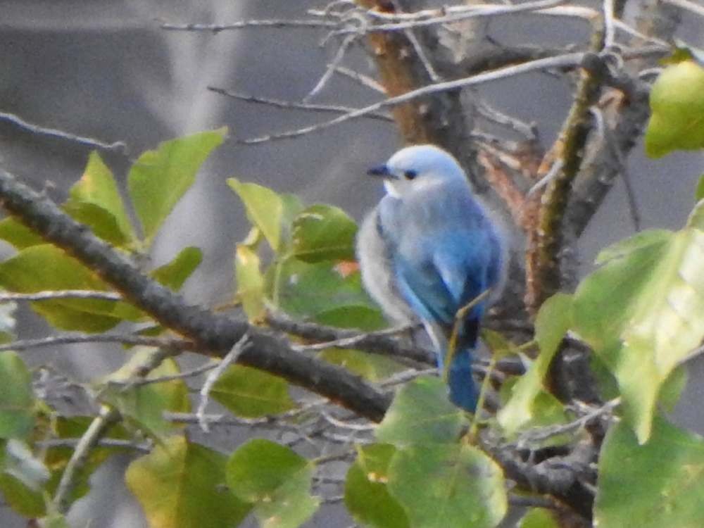 ソライロフウキンチョウ - ML643177470