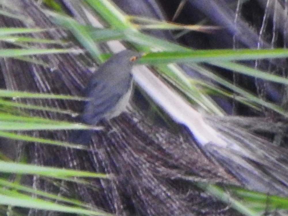 Spectacled Thrush - ML643177475
