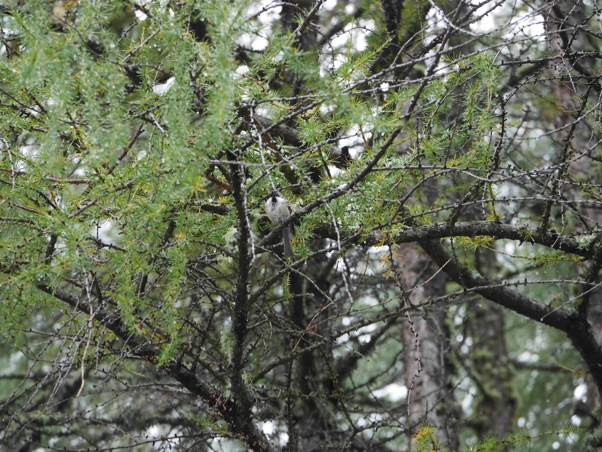 Willow Tit - ML643177477
