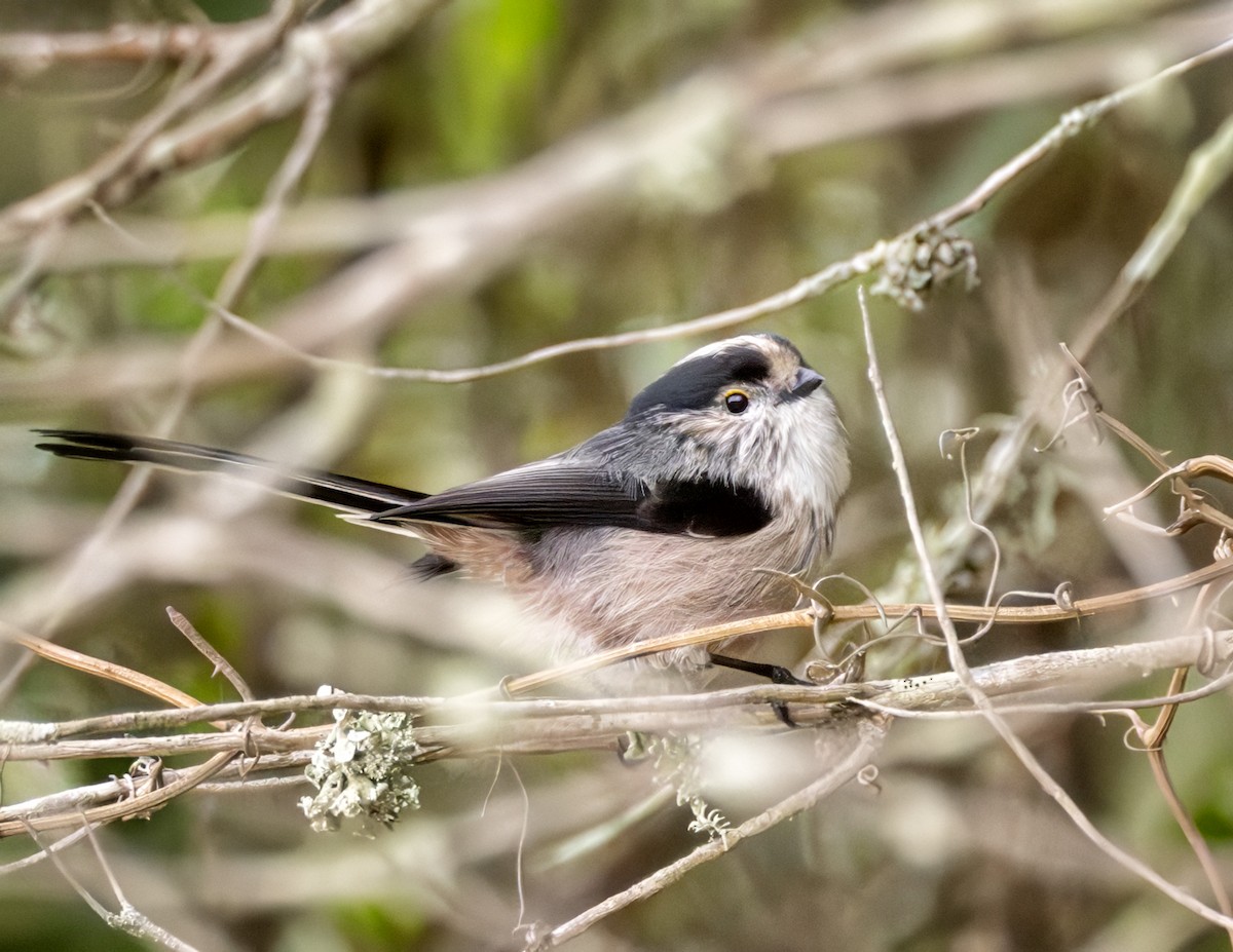 Uzun Kuyruklu Baştankara - ML643177501